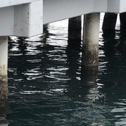 エビ撒きまくり