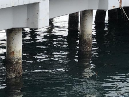 エビ撒きまくり