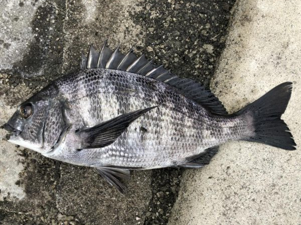 イチノ兄弟、釣果！