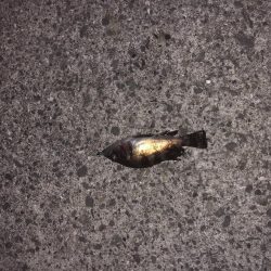 須磨メバリング