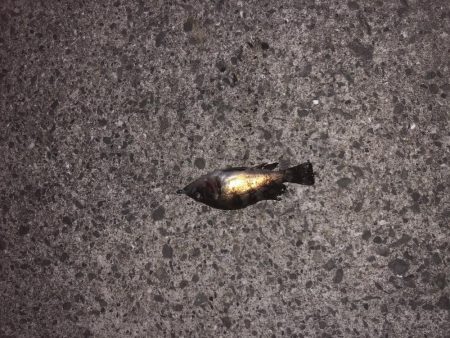 須磨メバリング