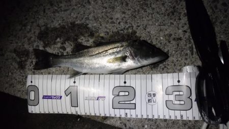 ライトフィッシング×生エサ＝7魚種達成