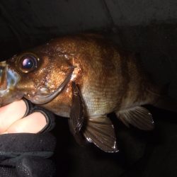 小潮強風のなかメバリング