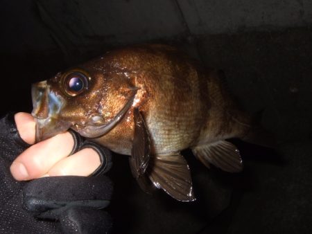 小潮強風のなかメバリング