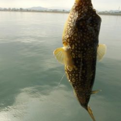 紀ノ川/落とし込みで真チヌ46cm