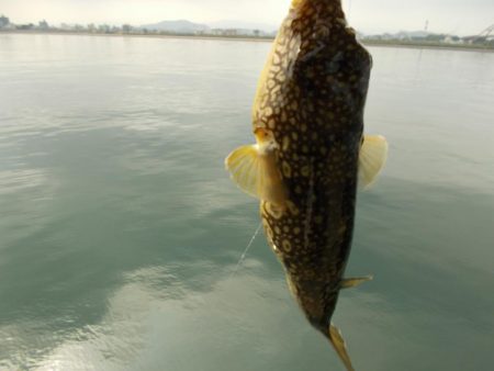 紀ノ川/落とし込みで真チヌ46cm