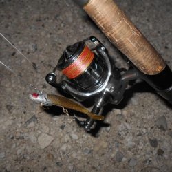 モルビドに高反応♪。