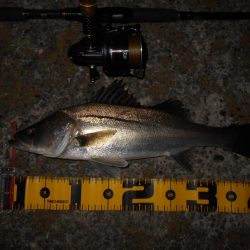 イワシパターン?で入れ食いを楽しんでみる♪