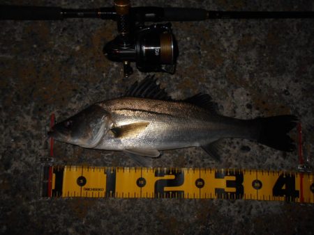 イワシパターン?で入れ食いを楽しんでみる♪