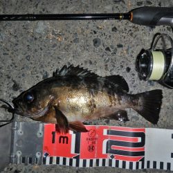 良い引きでした