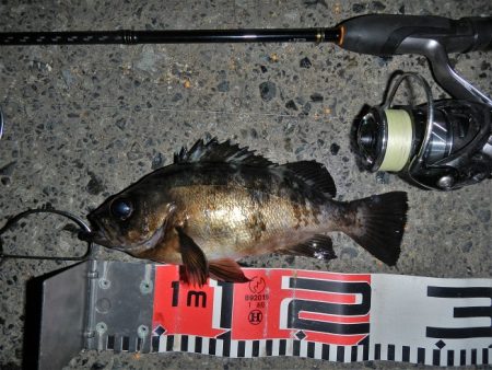 良い引きでした