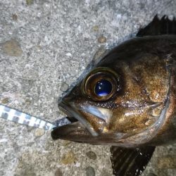 今夜の活性はイマイチ