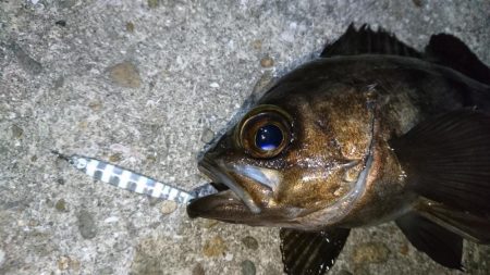 今夜の活性はイマイチ