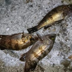 今夜の潮は動かず厳しい