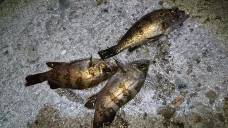 今夜の潮は動かず厳しい