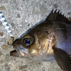 今夜もジグパラメバリング