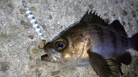 今夜もジグパラメバリング