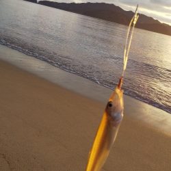 サーフからシロギス狙い