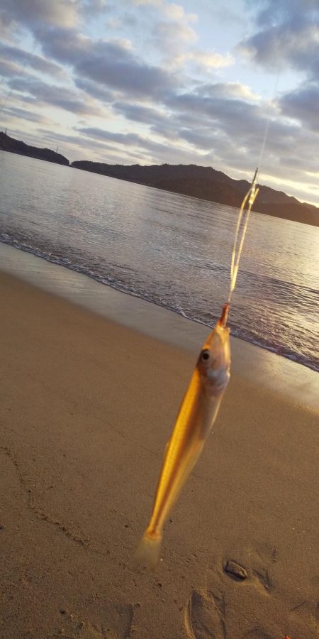 サーフからシロギス狙い