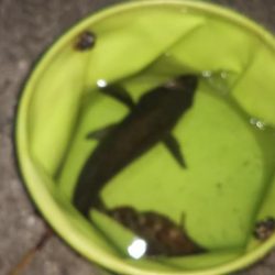 満月ライトゲーム