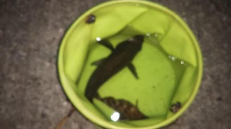 満月ライトゲーム