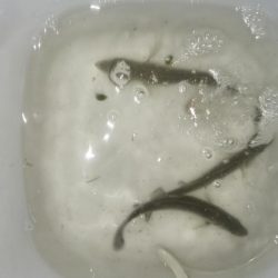 ナイトルアーフィッシング　シーバス