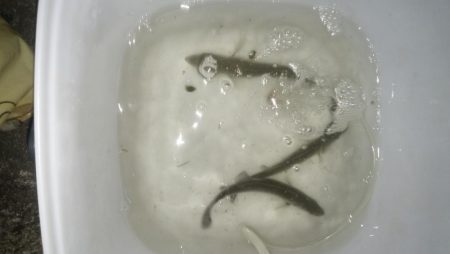 ナイトルアーフィッシング　シーバス