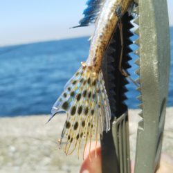 マイクロでも楽しいオールスター五目釣り♪