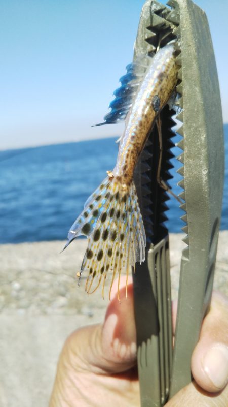 マイクロでも楽しいオールスター五目釣り♪