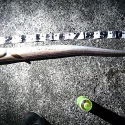 アオリイカ釣りしてるのに！