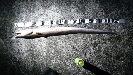 アオリイカ釣りしてるのに！