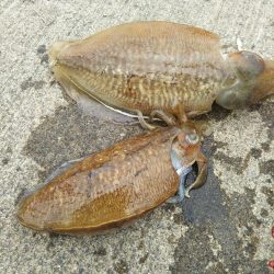 平成最後はコウイカ爆