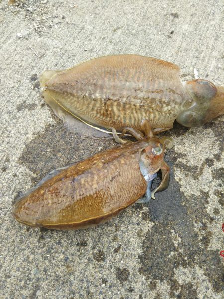 平成最後はコウイカ爆