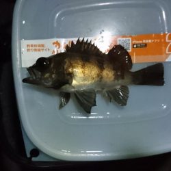 久しぶりメバル