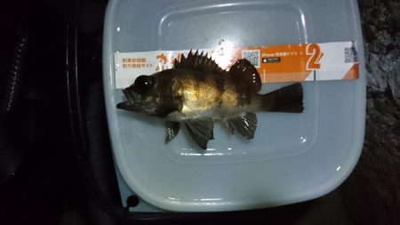 久しぶりメバル