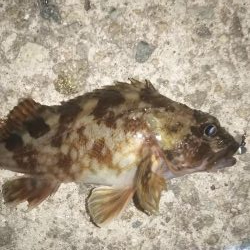 平成最後の大爆釣