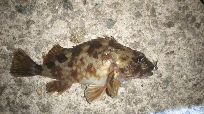 平成最後の大爆釣