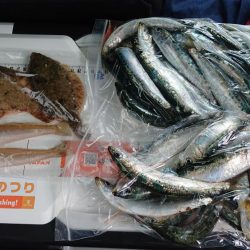 平成最後の淡路島の釣り
