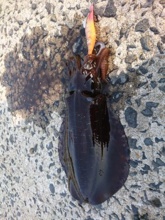 エギング大会参戦