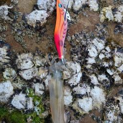 仕事終わってのプチエギング