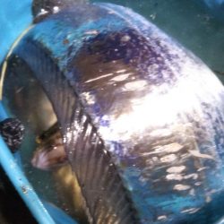 陸っぱりタチウオの季節到来