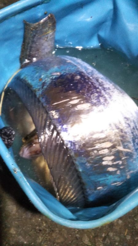 陸っぱりタチウオの季節到来