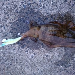 夕マズメエギング