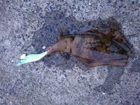 夕マズメエギング