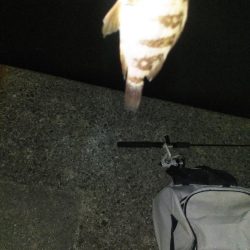 二色浜海浜緑地 メバリング