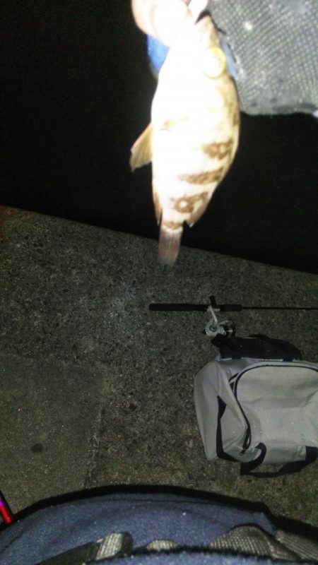 二色浜海浜緑地 メバリング