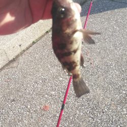 貝塚人工島でメバリング