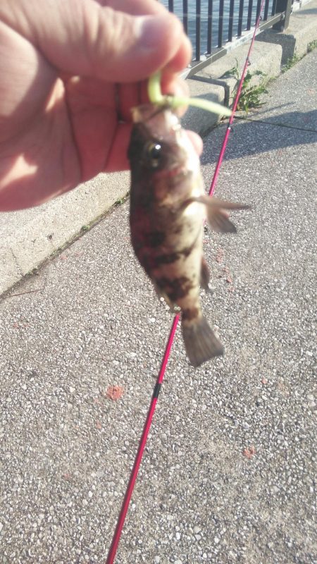 貝塚人工島でメバリング