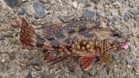 日中のロックフィッシング