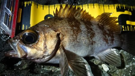 仕事終わりメバリング